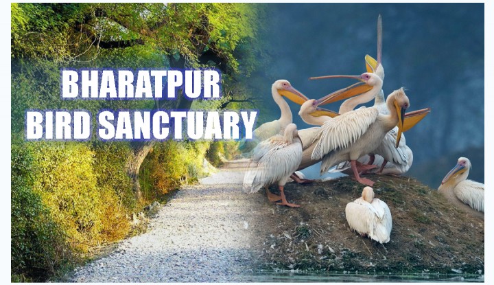 Bharatpur Bird Sanctuary Banner for Exciting India 720x415 1